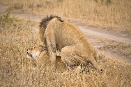 Male and female lions mating in the wild.の写真素材
