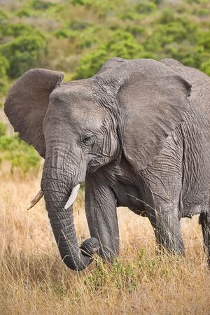 Close up of large elephant with tusks eating tall grass.の写真素材