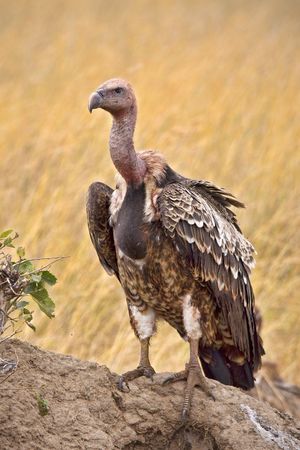 Close up view of a vulture standing on a mound of dirt.の写真素材