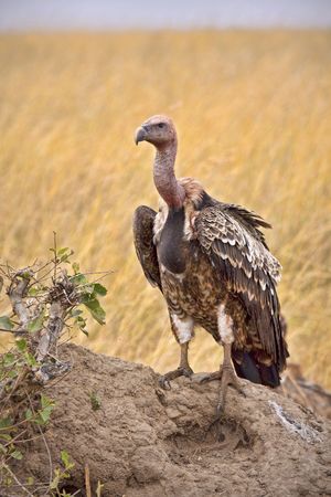 Close up of vulture standing on a mound of dirt.の写真素材