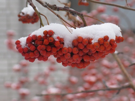wild ash in to snow
