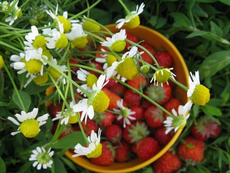 Strawberry Berryの写真素材