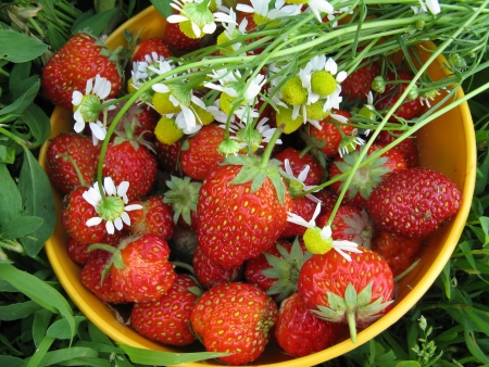 Strawberry Berryの写真素材