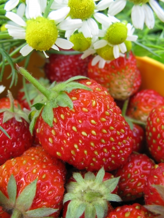 Strawberry Berryの写真素材