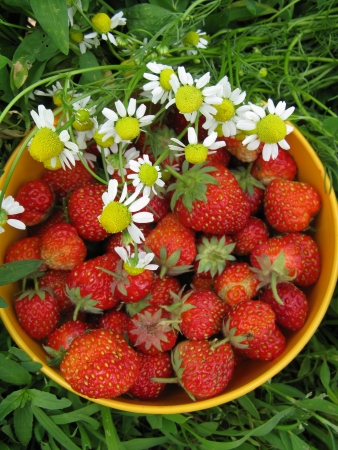 Strawberry Berryの写真素材