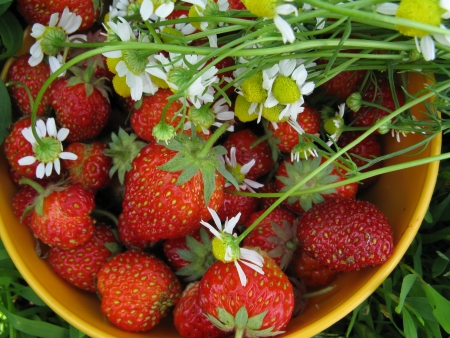 Strawberry Berryの写真素材