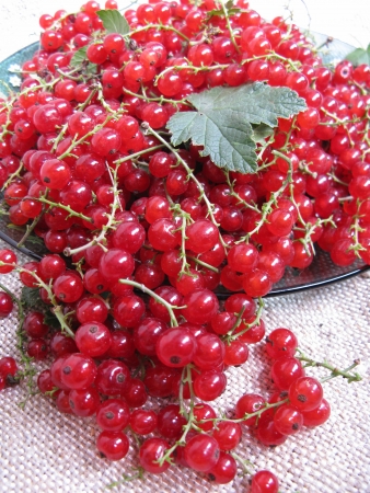red currantの写真素材