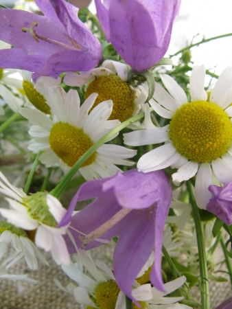 wildflowersの写真素材