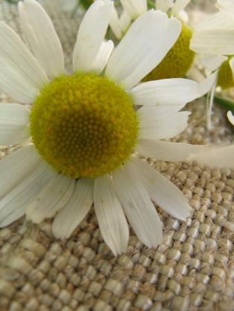 wildflowersの写真素材