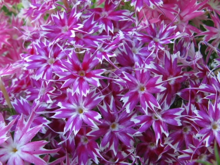 phlox flowersの写真素材