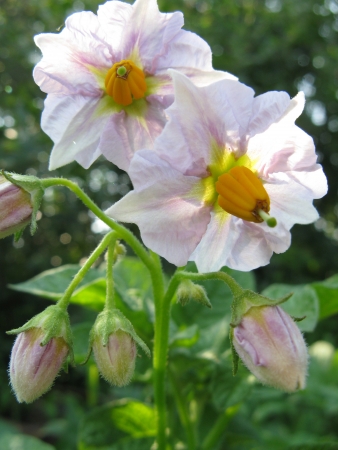 potato flowersの写真素材