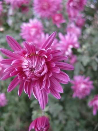 chrysanthemumの写真素材
