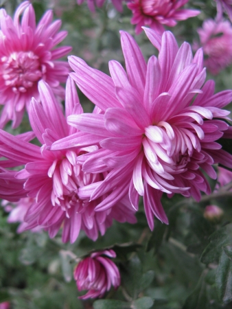 chrysanthemumの写真素材