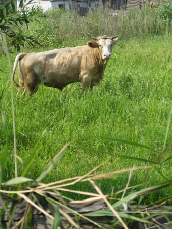 cow on a meadowの写真素材