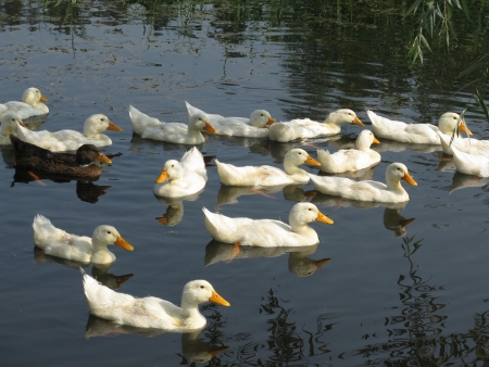 pond with ducksの写真素材