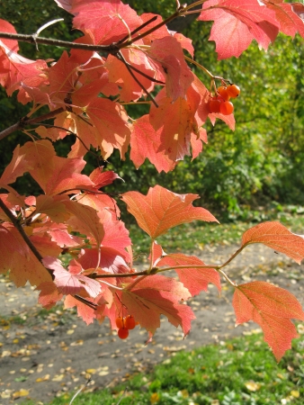 guelder-rose bushes in the autumnの写真素材