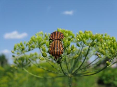 insects on a grassの写真素材