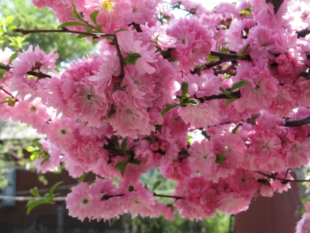 blossoming Oriental cherryの写真素材