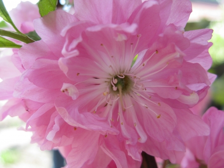 blossoming Oriental cherryの写真素材