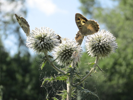 butterflyの写真素材