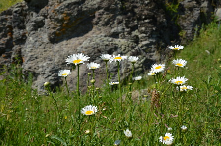 camomile flowers against rocksの写真素材