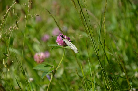 butterfly on a clover flowerの写真素材