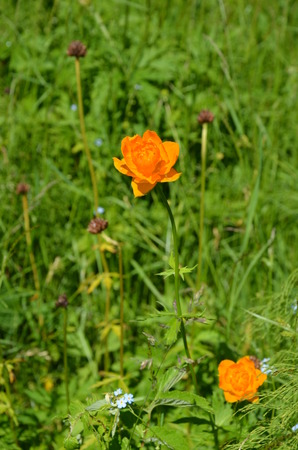 orange flower. Kupalnitsa Aziatskayaの写真素材
