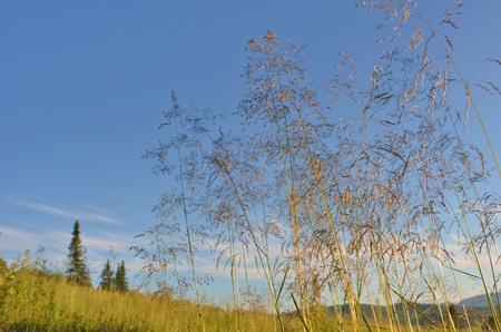 grass against the skyの写真素材