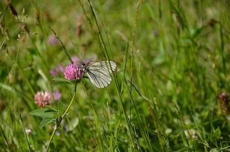 white butterfly on a clover flowerの写真素材