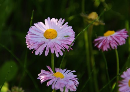 Summer flowers of a daisyの写真素材