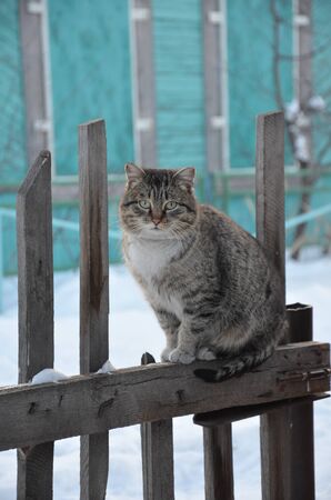 homeless cat in the winterの写真素材
