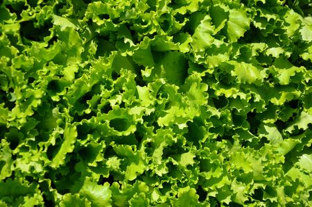 lettuce leavesの写真素材