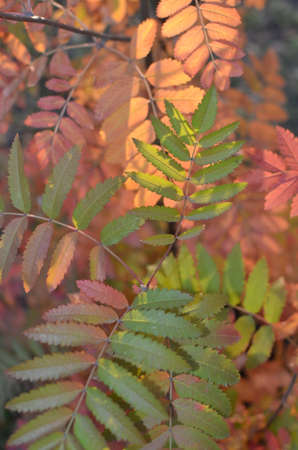 autumn leavesの写真素材