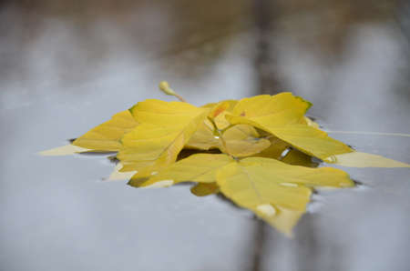 autumn leavesの写真素材