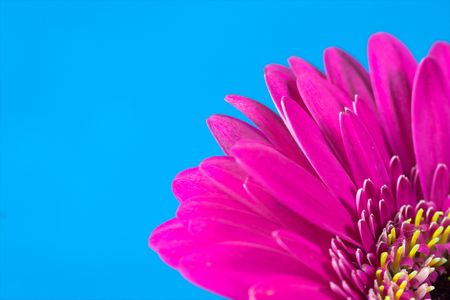 Bright and colorful flower against a plain striking background.の写真素材
