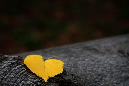 Yellow autumn leaf on a bark of a tree. Rough texture of bark not noise.の写真素材