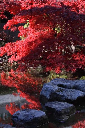 Japanese garden with bright red maple reflected on a pond.の写真素材