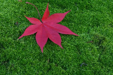 Japanese garden with bright red maple on a bed of moss.の写真素材