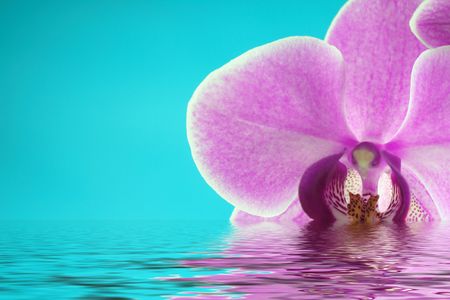 Beautiful and colorful orchids for background use with water reflection. Concept: Beauty, の写真素材