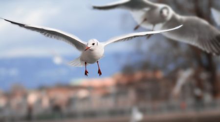 White bird soaring in the blue sky with patches of cloud.の写真素材