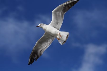 White bird soaring in the blue sky with patches of cloud.の写真素材