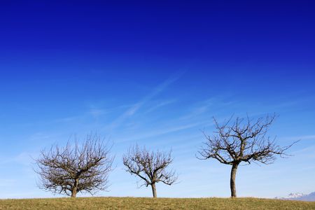 Three trees against a blue sky with plenty of copy space.の写真素材