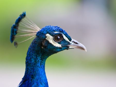 Closeup of a colorful peacock's headの写真素材