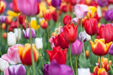 Bright and colorful tulips flower blooming in a park