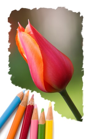 Color pencil drawing or sketch of colorful blooming tulip flowersの写真素材