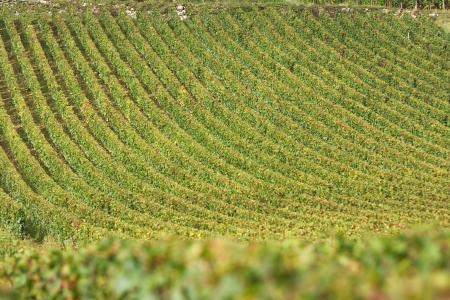 Vineyard in vosne romanee, burgundy, france during autumn or harvest seasonの写真素材