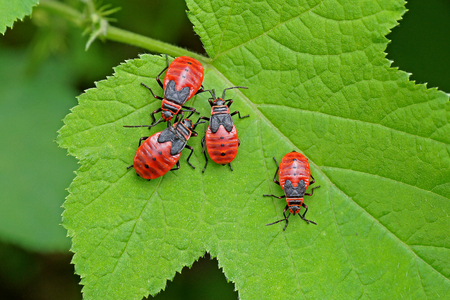 four nymphs of stinkbug on a green leaf