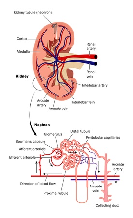 Anatomy of kidney and renal tubuleのイラスト素材