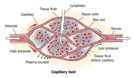 Detail of capillary bedのイラスト素材