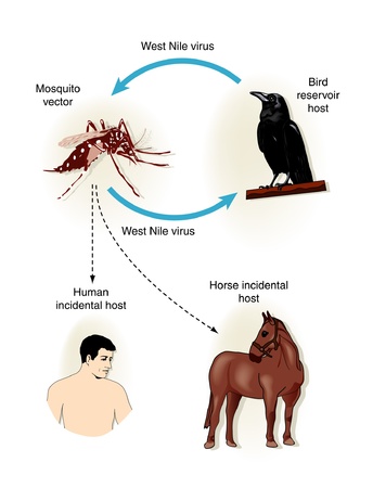 West Nile Virusのイラスト素材